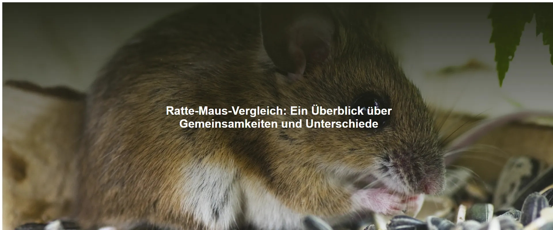 Ratte-Maus-Vergleich – Ein Überblick über Gemeinsamkeiten und Unterschiede