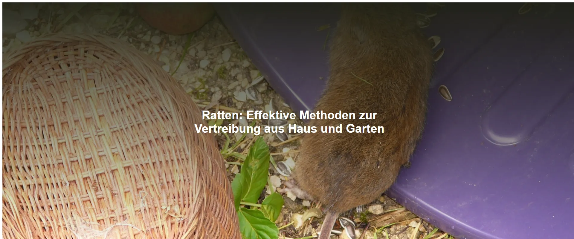 Ratten – Effektive Methoden zur Vertreibung aus Haus und Garten