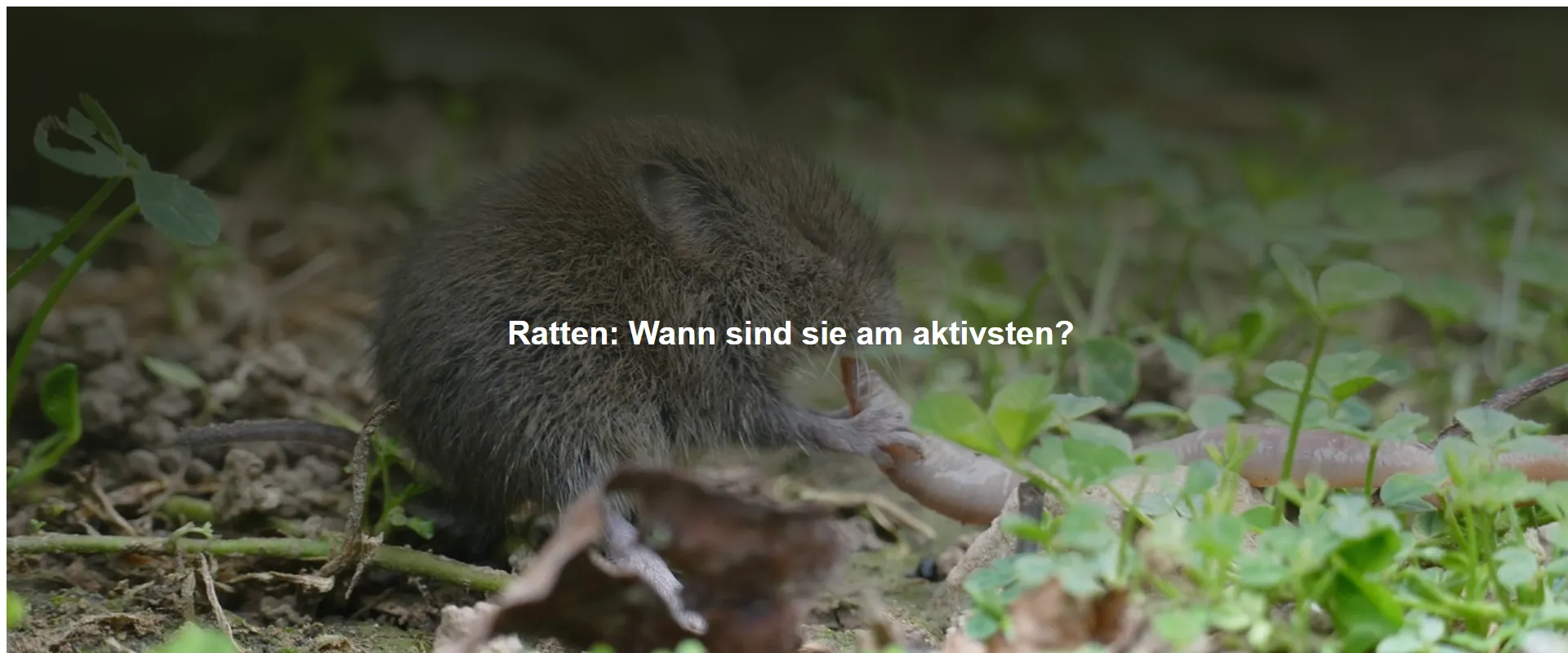 Ratten – Wann sind sie am aktivsten?