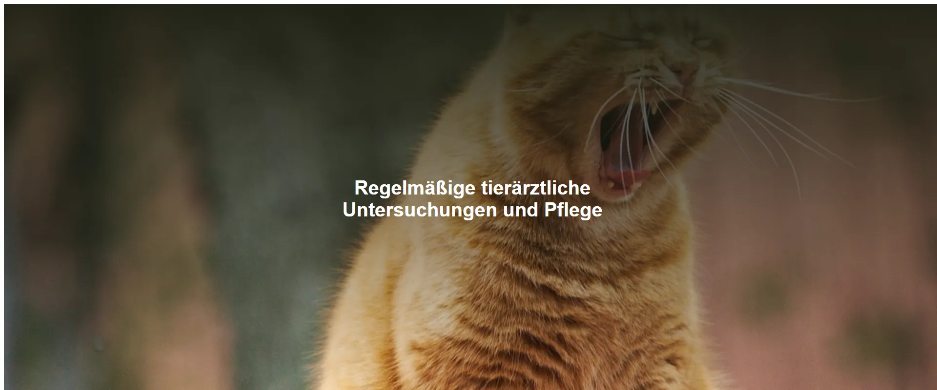Regelmäßige tierärztliche Untersuchungen und Pflege