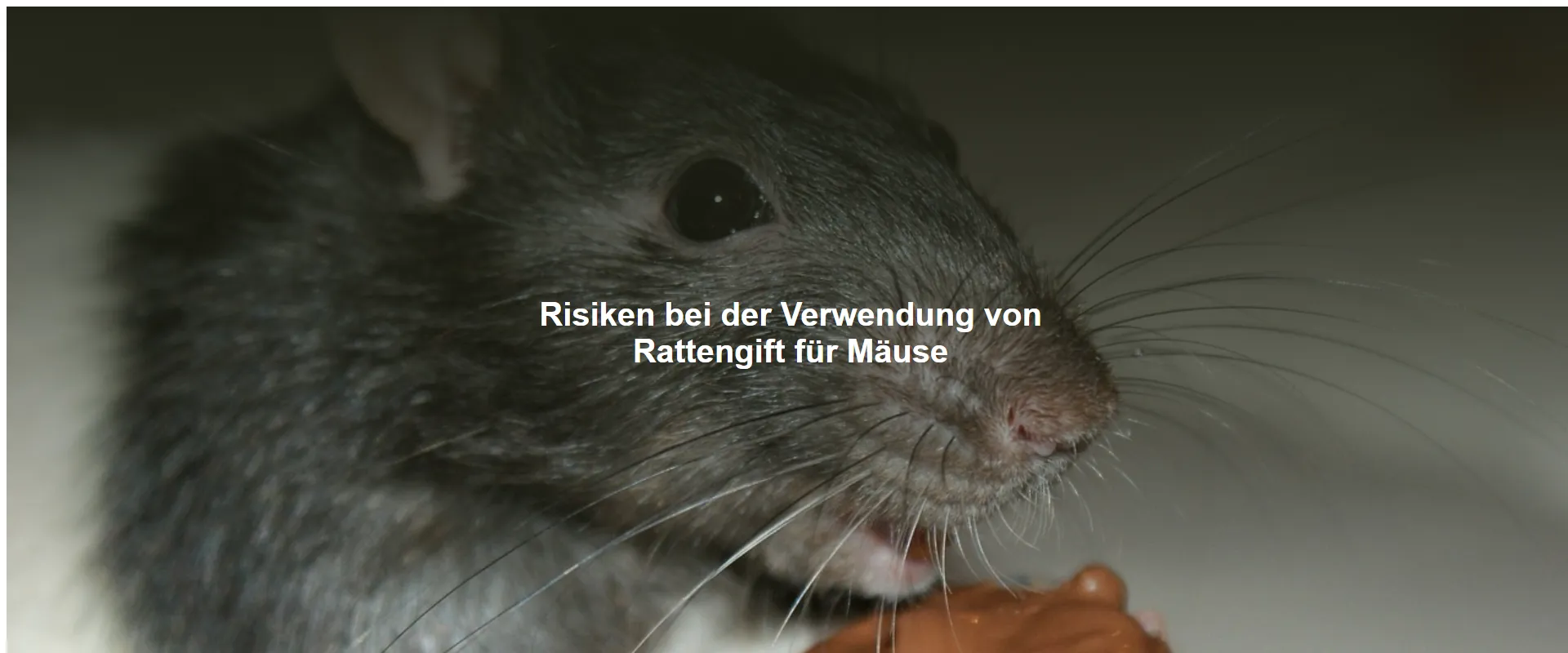 Risiken bei der Verwendung von Rattengift für Mäuse