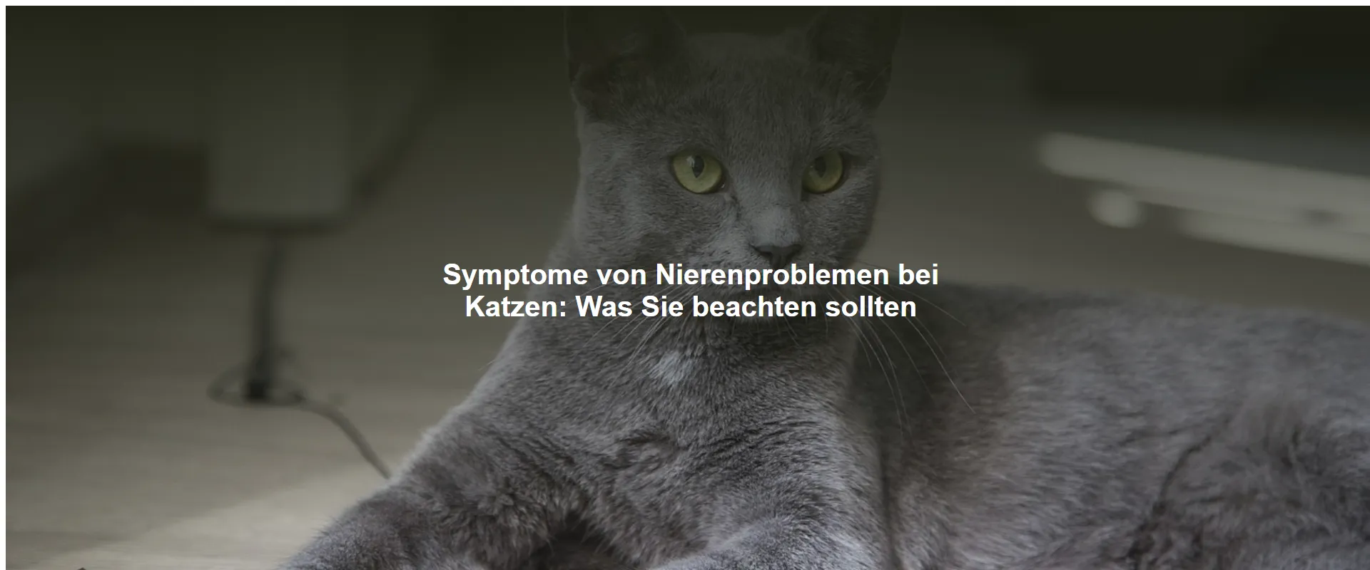 Symptome von Nierenproblemen bei Katzen – Was Sie beachten sollten