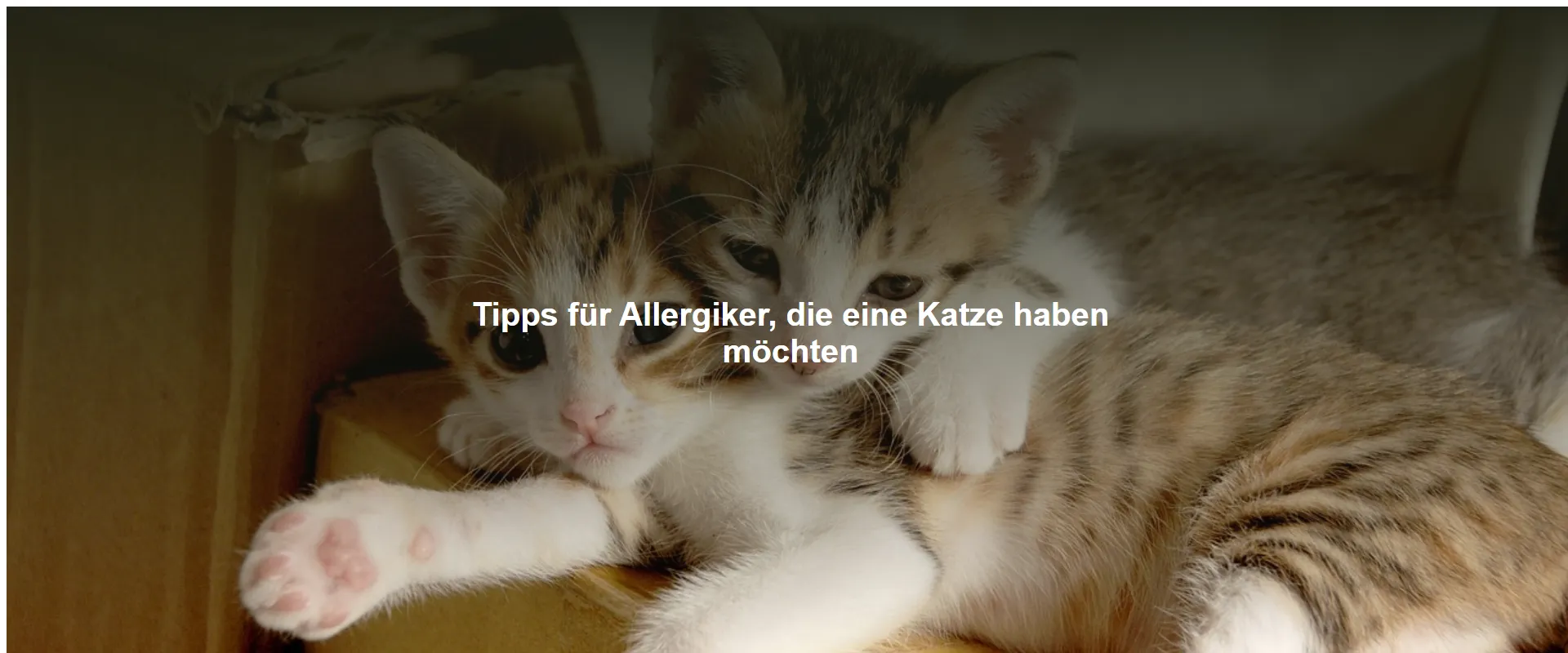 Tipps für Allergiker, die eine Katze haben möchten