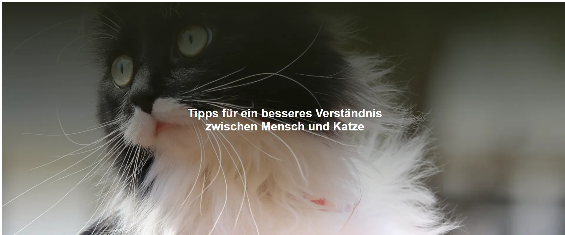 Tipps für ein besseres Verständnis zwischen Mensch und Katze
