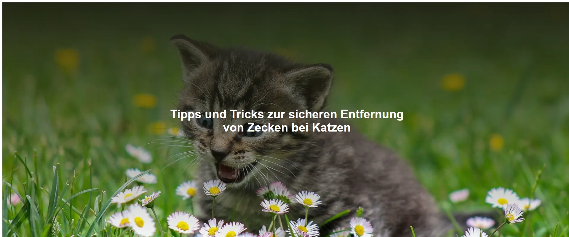 Tipps und Tricks zur sicheren Entfernung von Zecken bei Katzen
