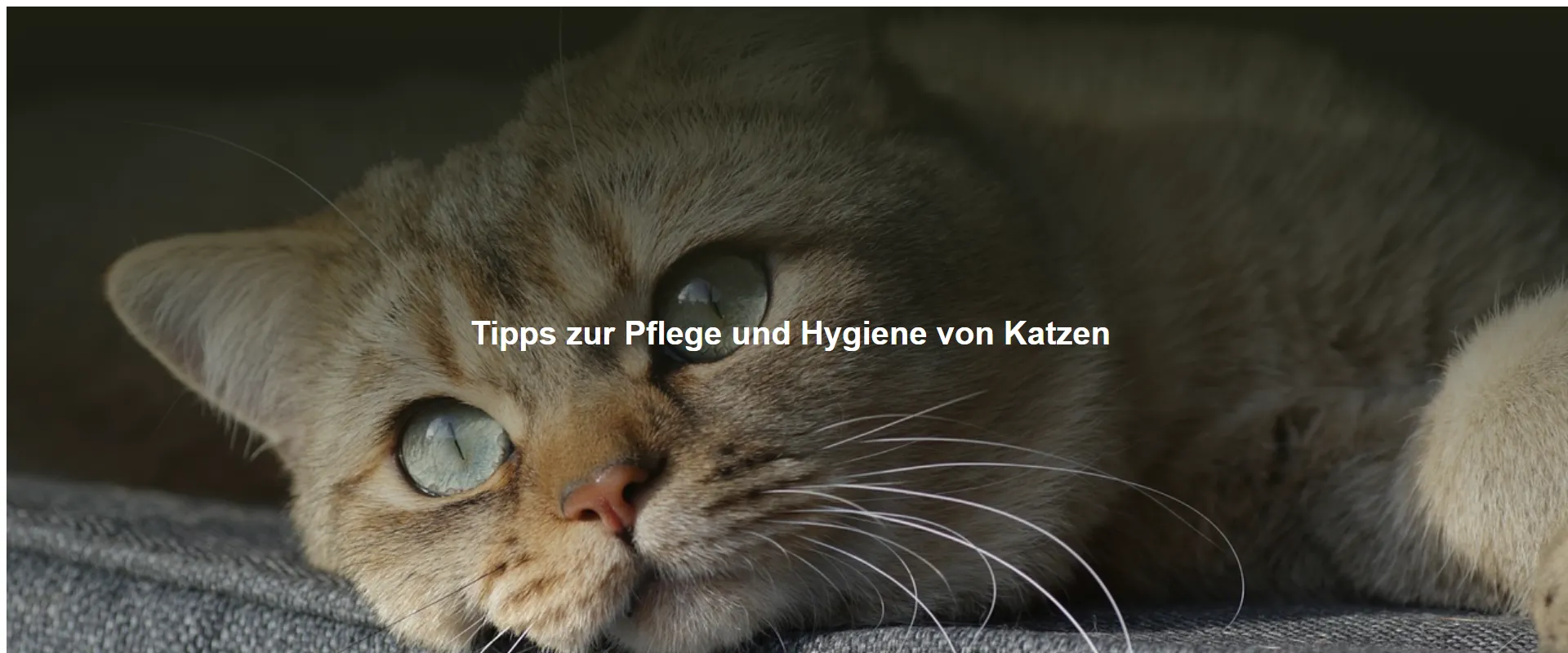 Tipps zur Pflege und Hygiene von Katzen