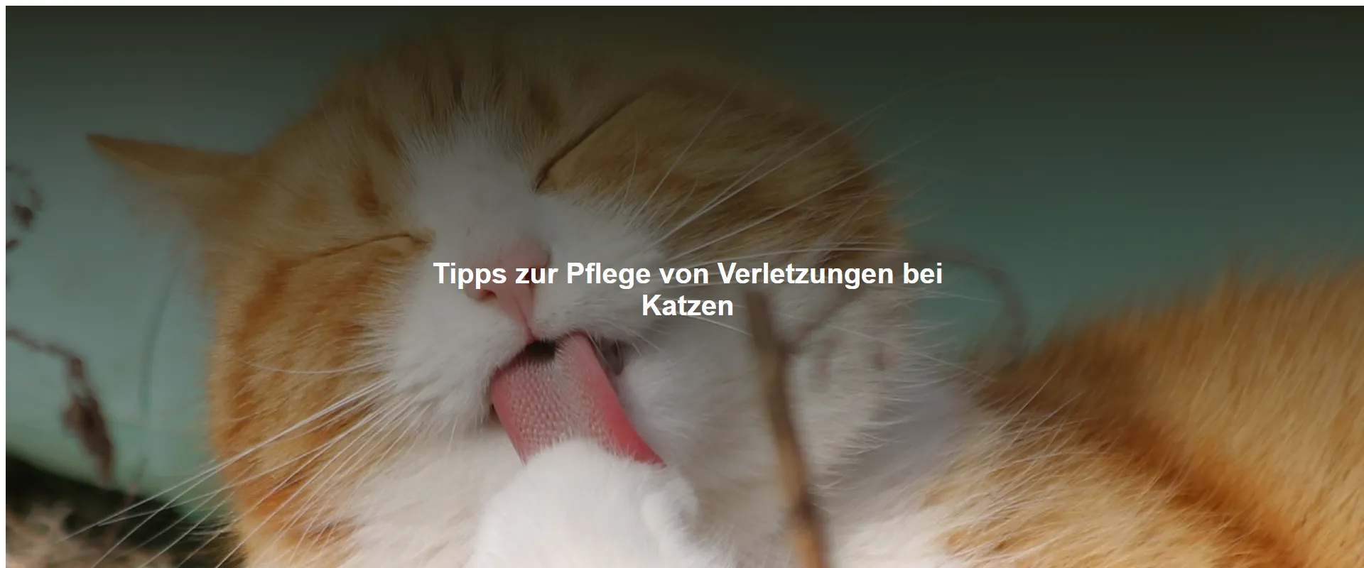 Tipps zur Pflege von Verletzungen bei Katzen