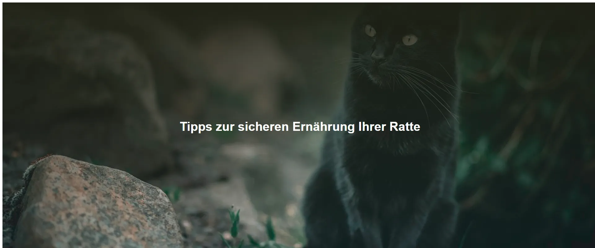 Tipps zur sicheren Ernährung Ihrer Ratte