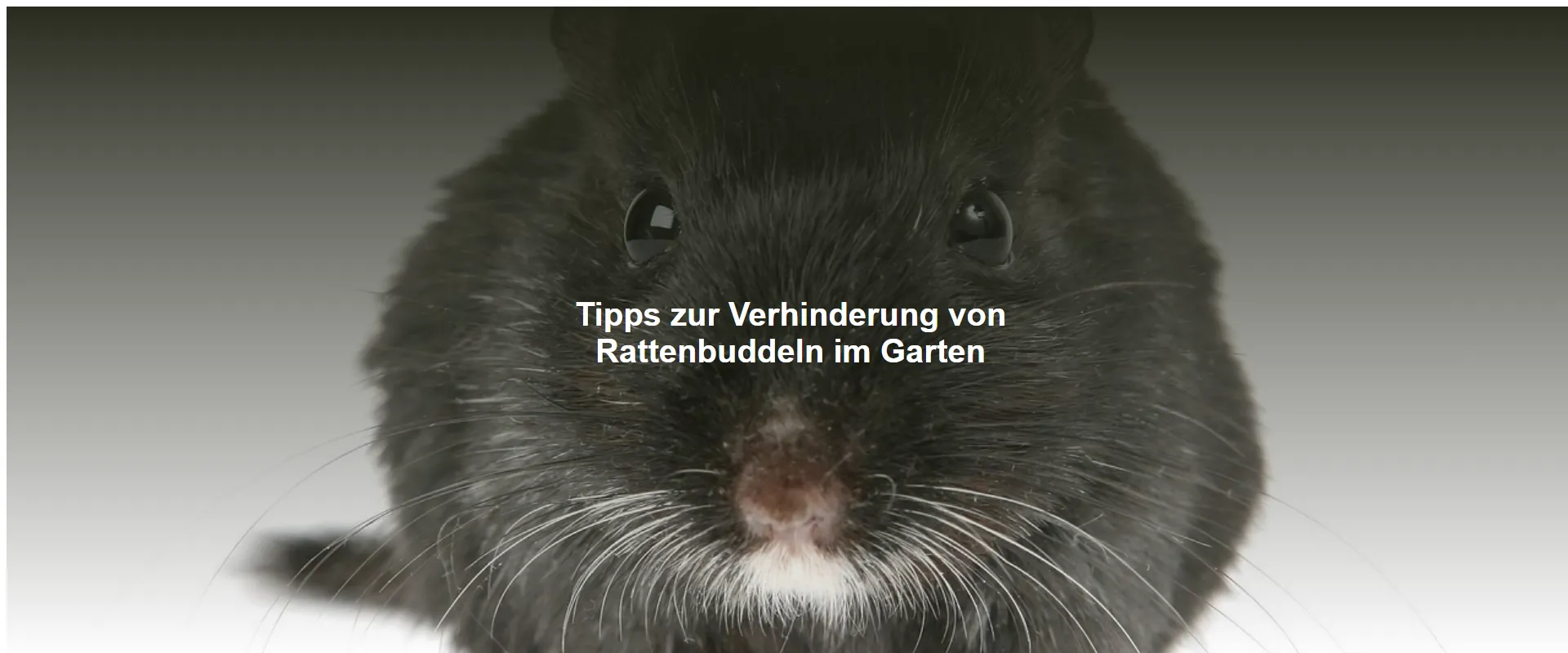Tipps zur Verhinderung von Rattenbuddeln im Garten