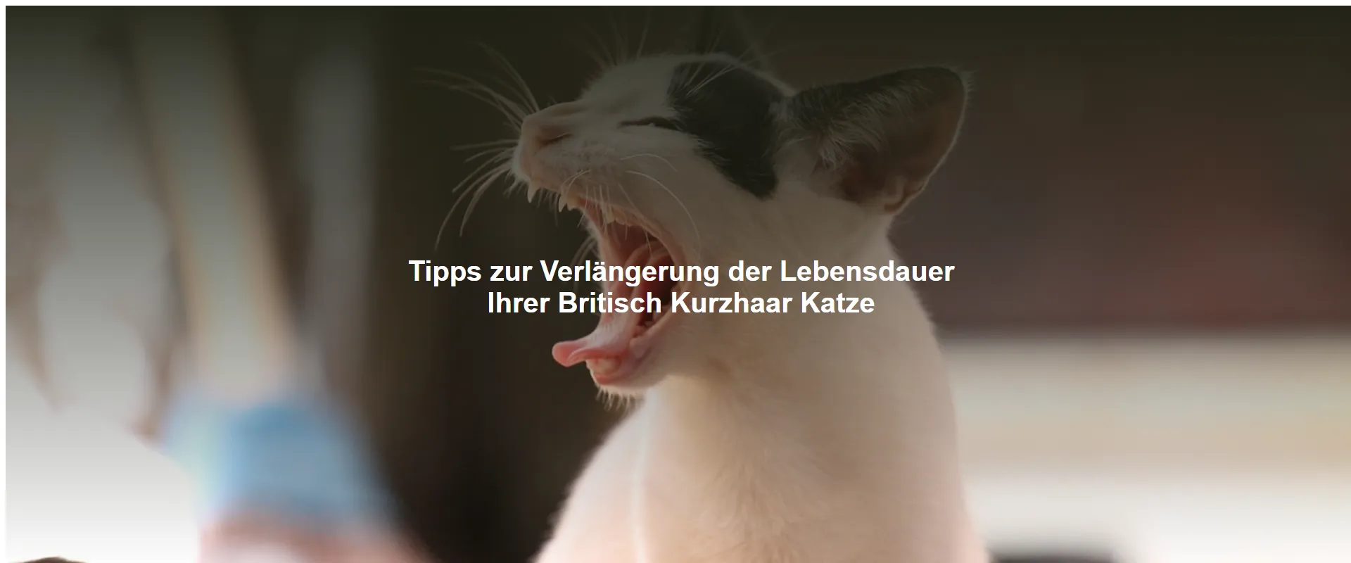 Tipps zur Verlängerung der Lebensdauer Ihrer Britisch Kurzhaar Katze