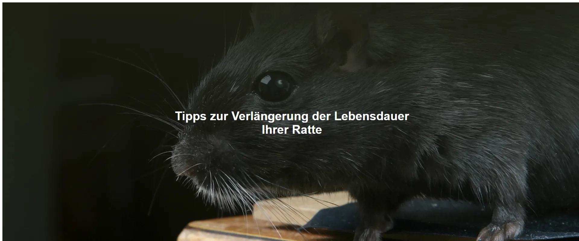 Tipps zur Verlängerung der Lebensdauer Ihrer Ratte