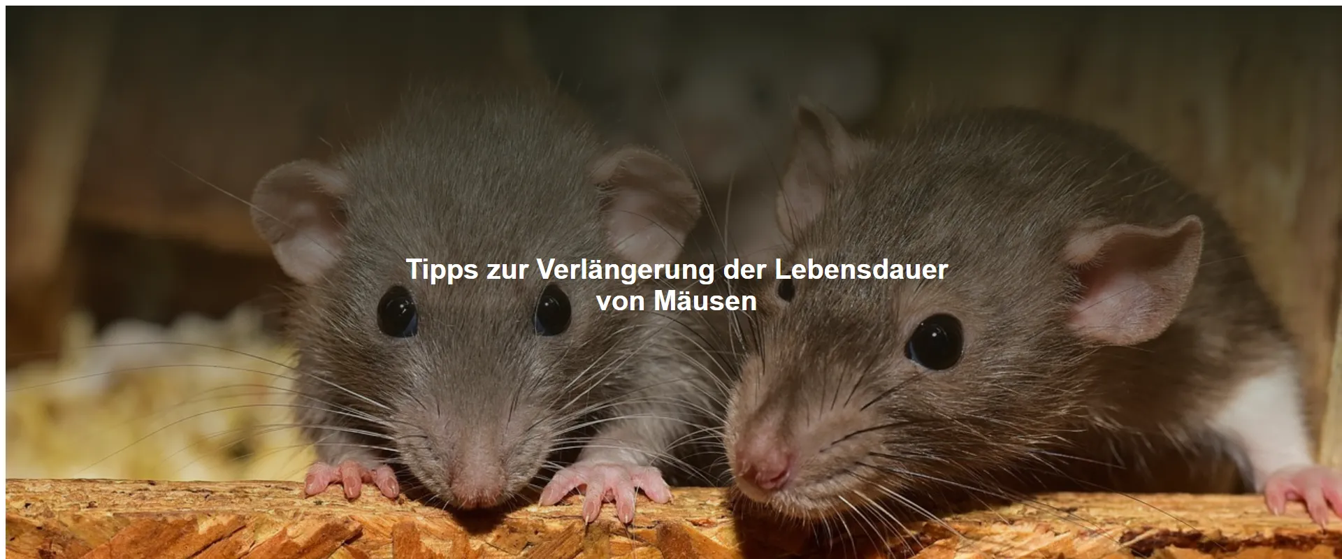 Tipps zur Verlängerung der Lebensdauer von Mäusen