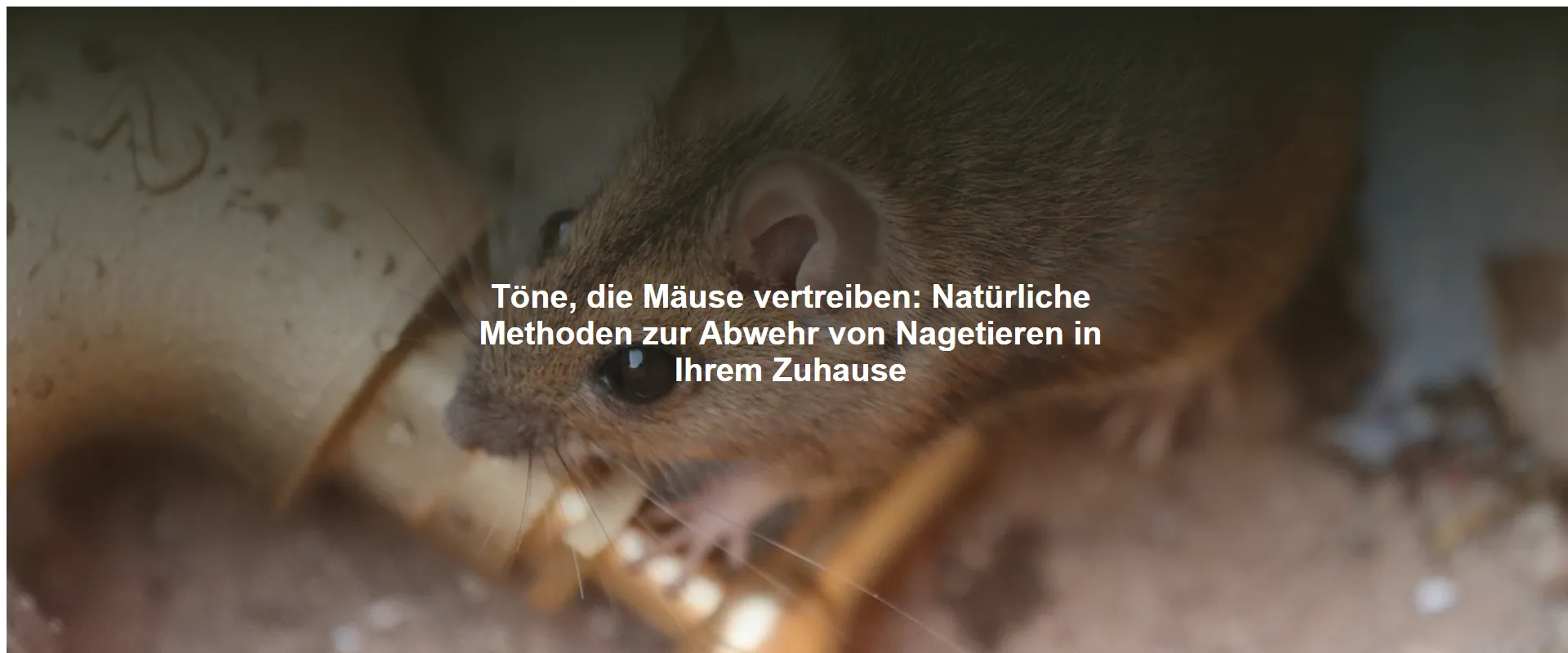 Töne, die Mäuse vertreiben – Natürliche Methoden zur Abwehr von Nagetieren in Ihrem Zuhause