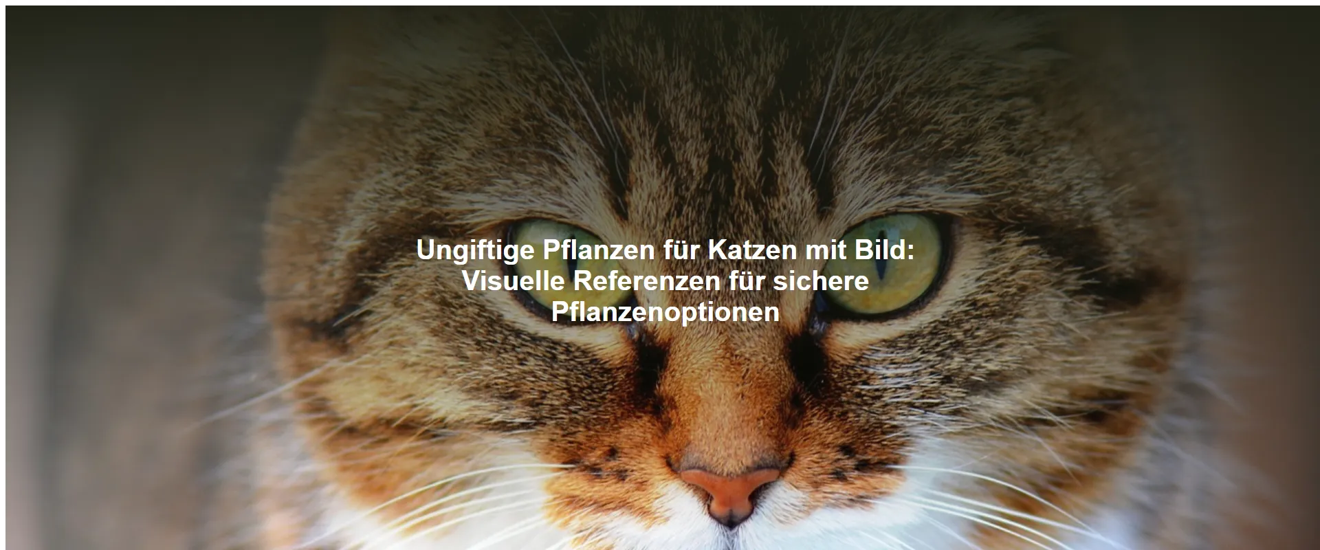 Ungiftige Pflanzen für Katzen mit Bild – Visuelle Referenzen für sichere Pflanzenoptionen
