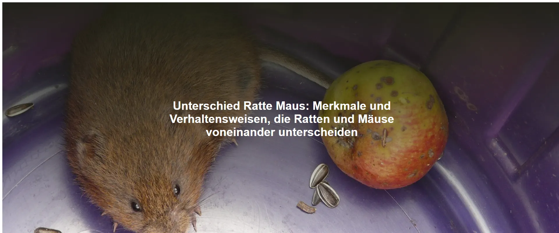 Unterschied Ratte Maus – Merkmale und Verhaltensweisen, die Ratten und Mäuse voneinander unterscheiden