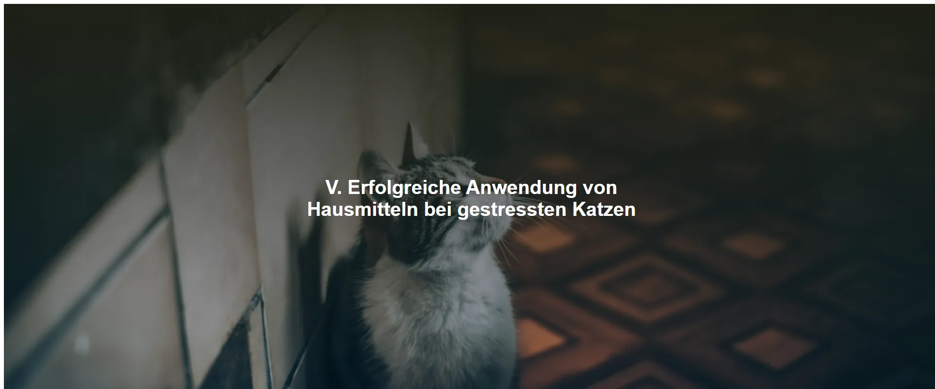 Erfolgreiche Anwendung von Hausmitteln bei gestressten Katzen