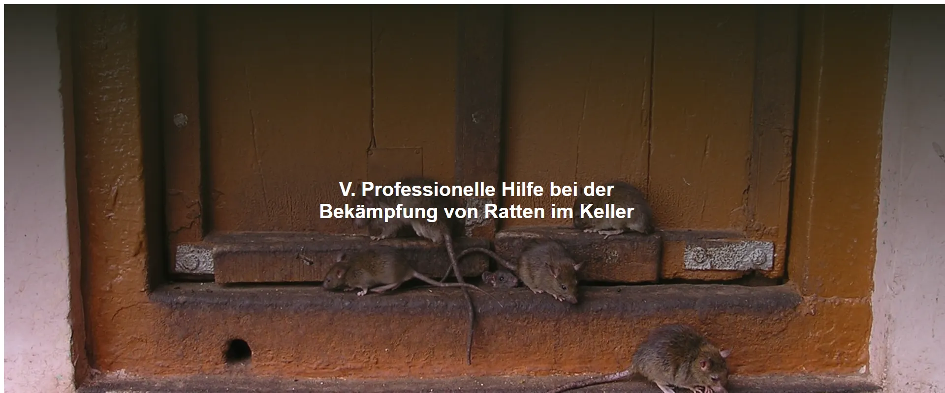Professionelle Hilfe bei der Bekämpfung von Ratten im Keller
