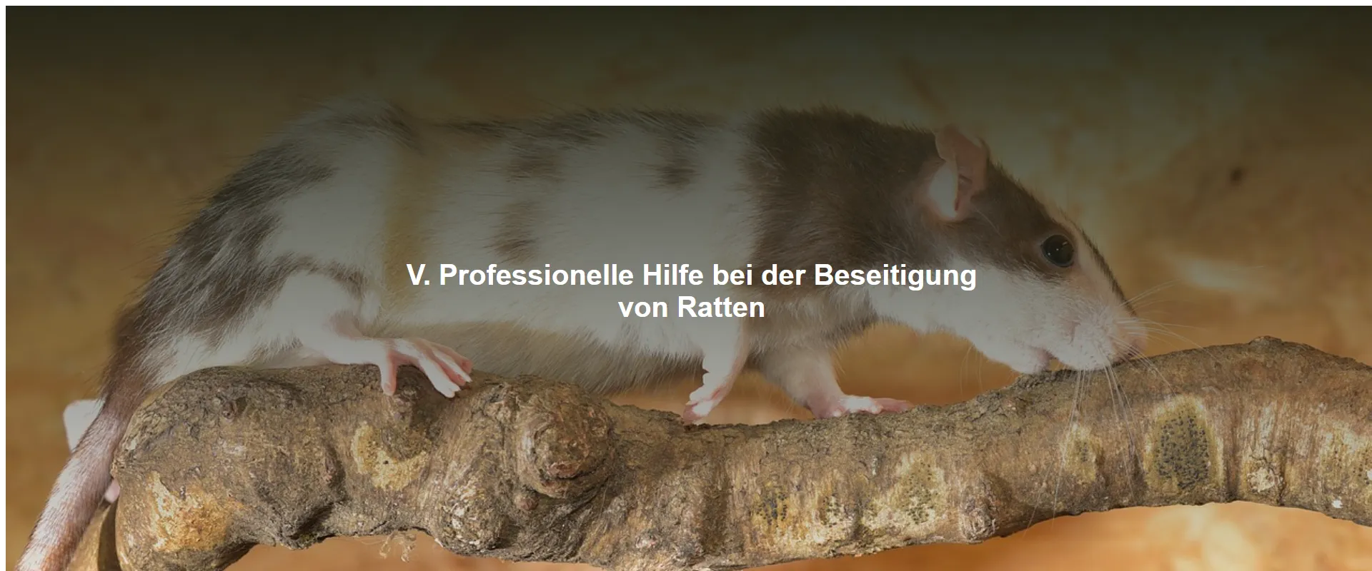 Professionelle Hilfe bei der Beseitigung von Ratten
