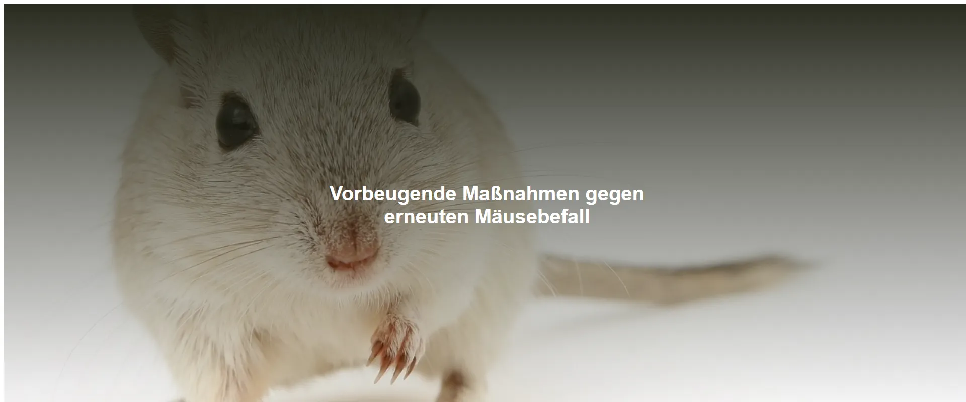 Vorbeugende Maßnahmen gegen erneuten Mäusebefall