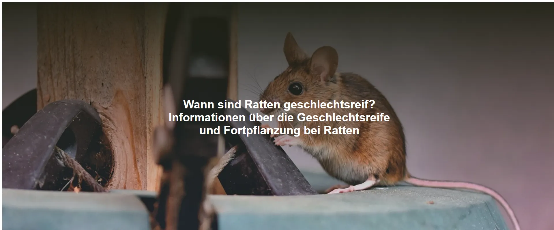 Wann sind Ratten geschlechtsreif? Informationen über die Geschlechtsreife und Fortpflanzung bei Ratten