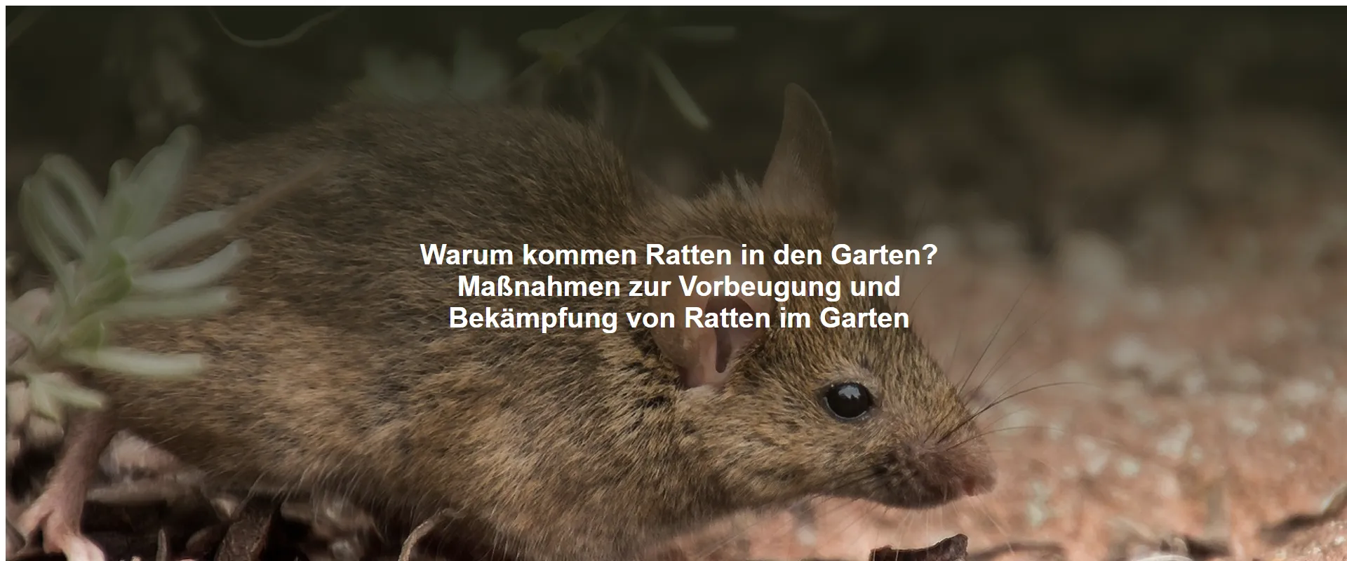 Warum kommen Ratten in den Garten? Maßnahmen zur Vorbeugung und Bekämpfung von Ratten im Garten
