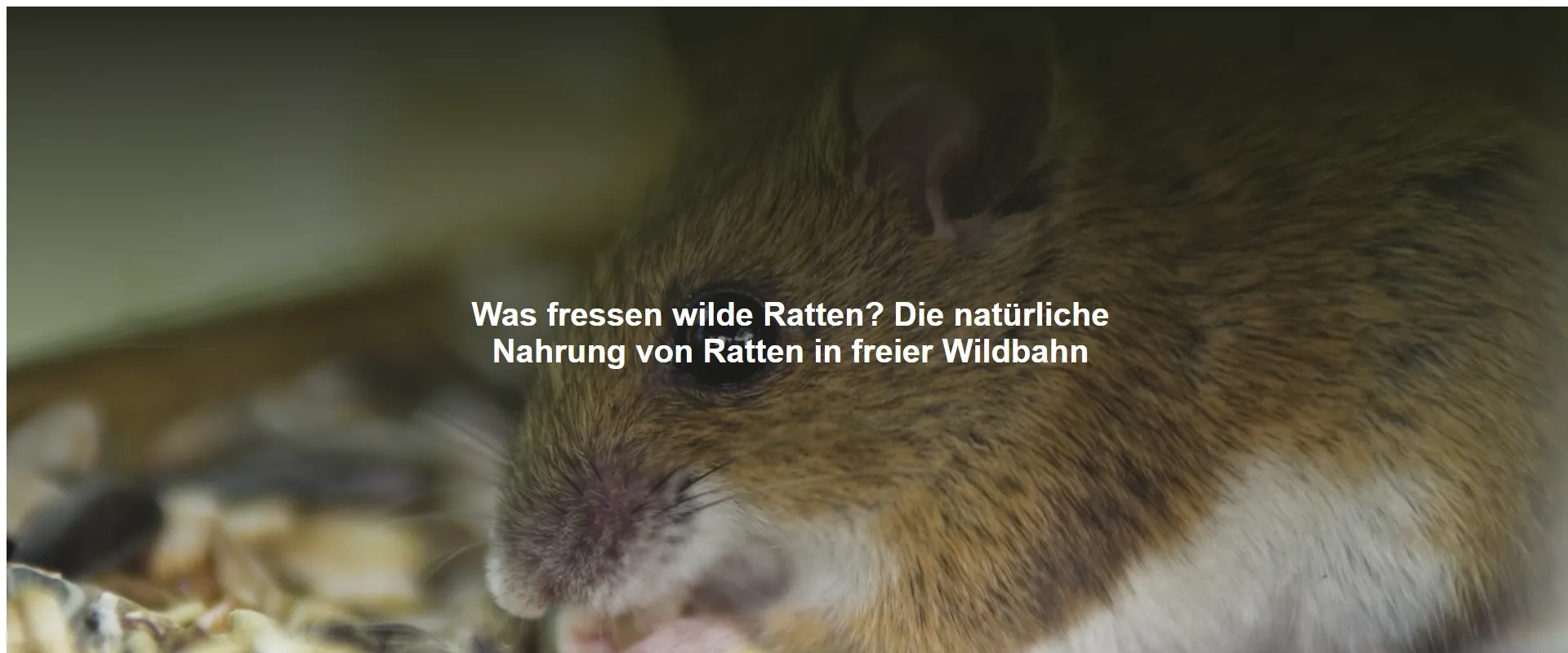 Was fressen wilde Ratten? Die natürliche Nahrung von Ratten in freier Wildbahn