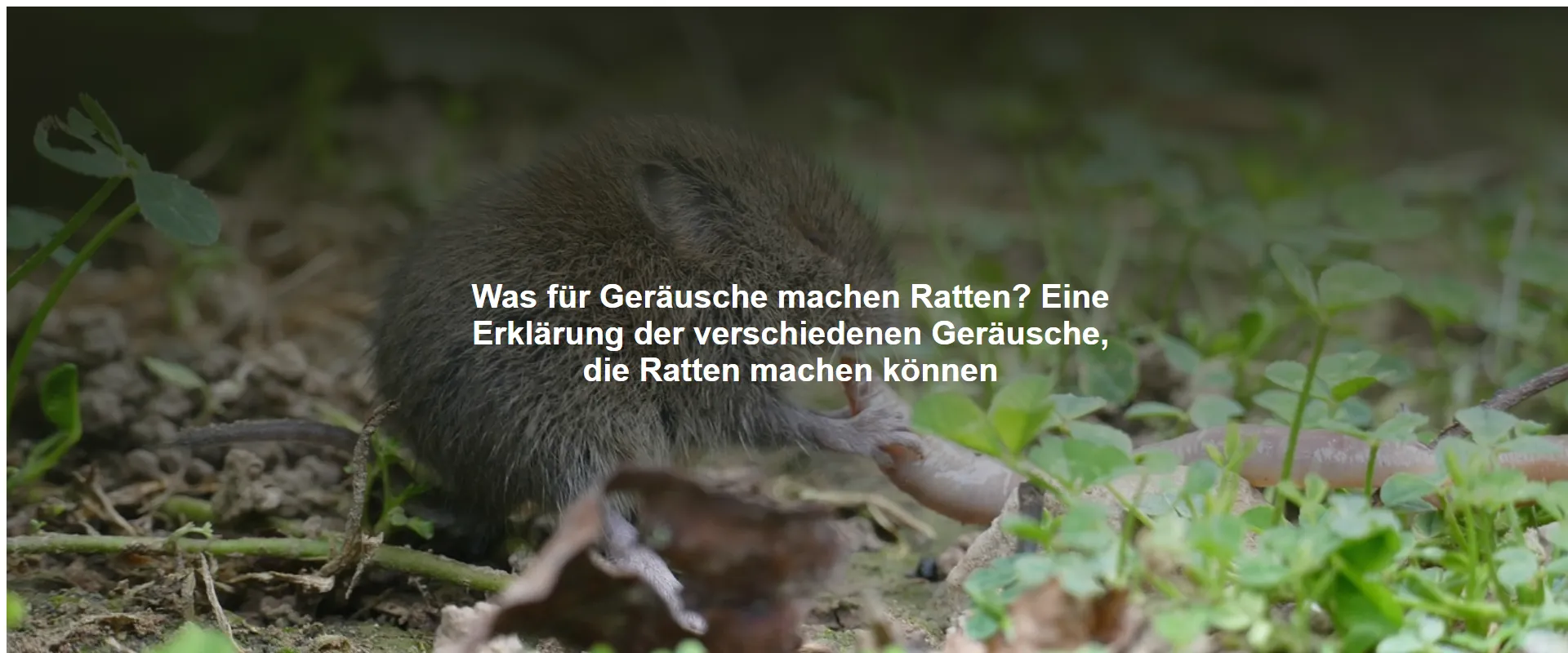 Was für Geräusche machen Ratten? Eine Erklärung der verschiedenen Geräusche, die Ratten machen können