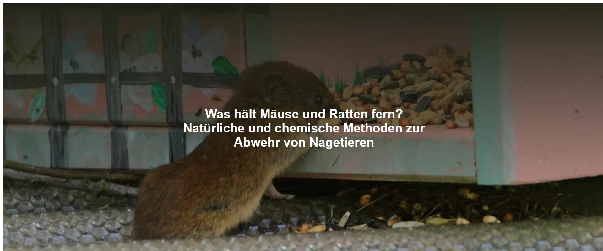 Was hält Mäuse und Ratten fern? Natürliche und chemische Methoden zur Abwehr von Nagetieren