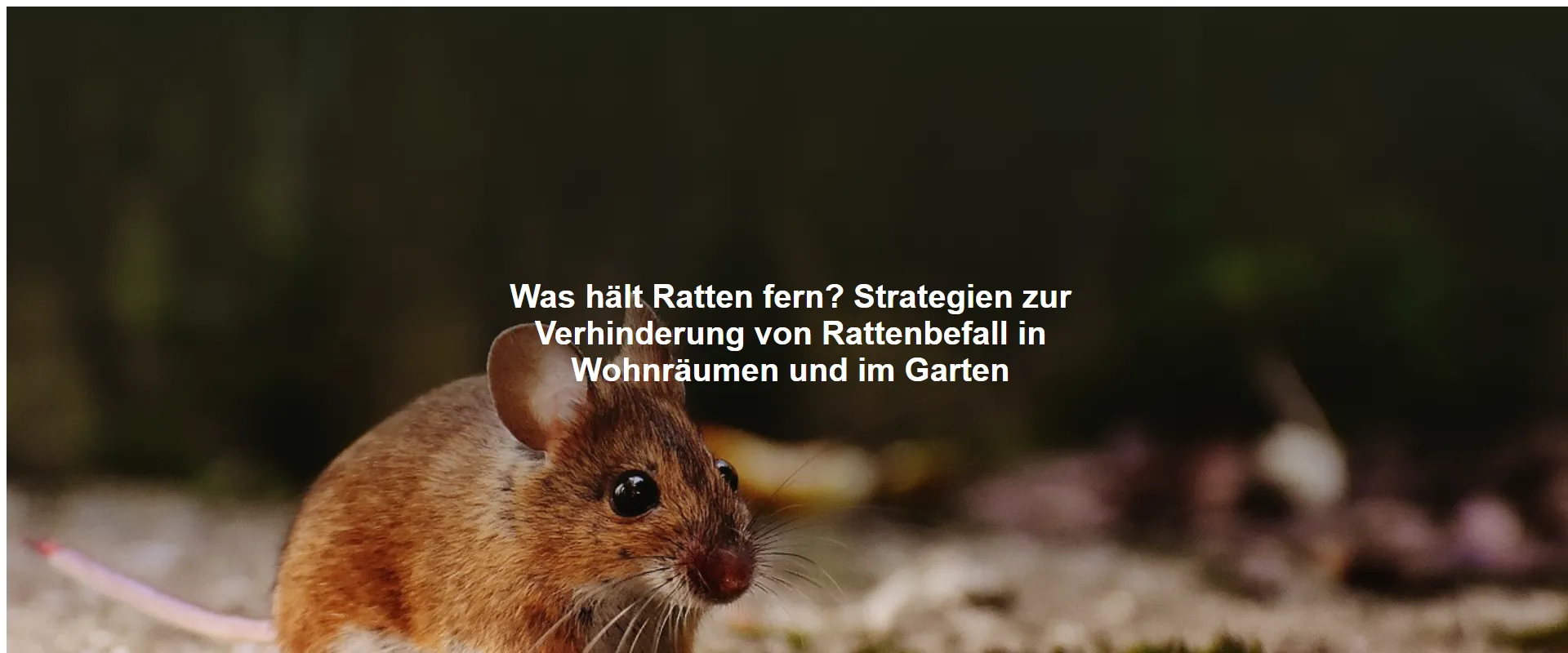 Was hält Ratten fern? Strategien zur Verhinderung von Rattenbefall in Wohnräumen und im Garten