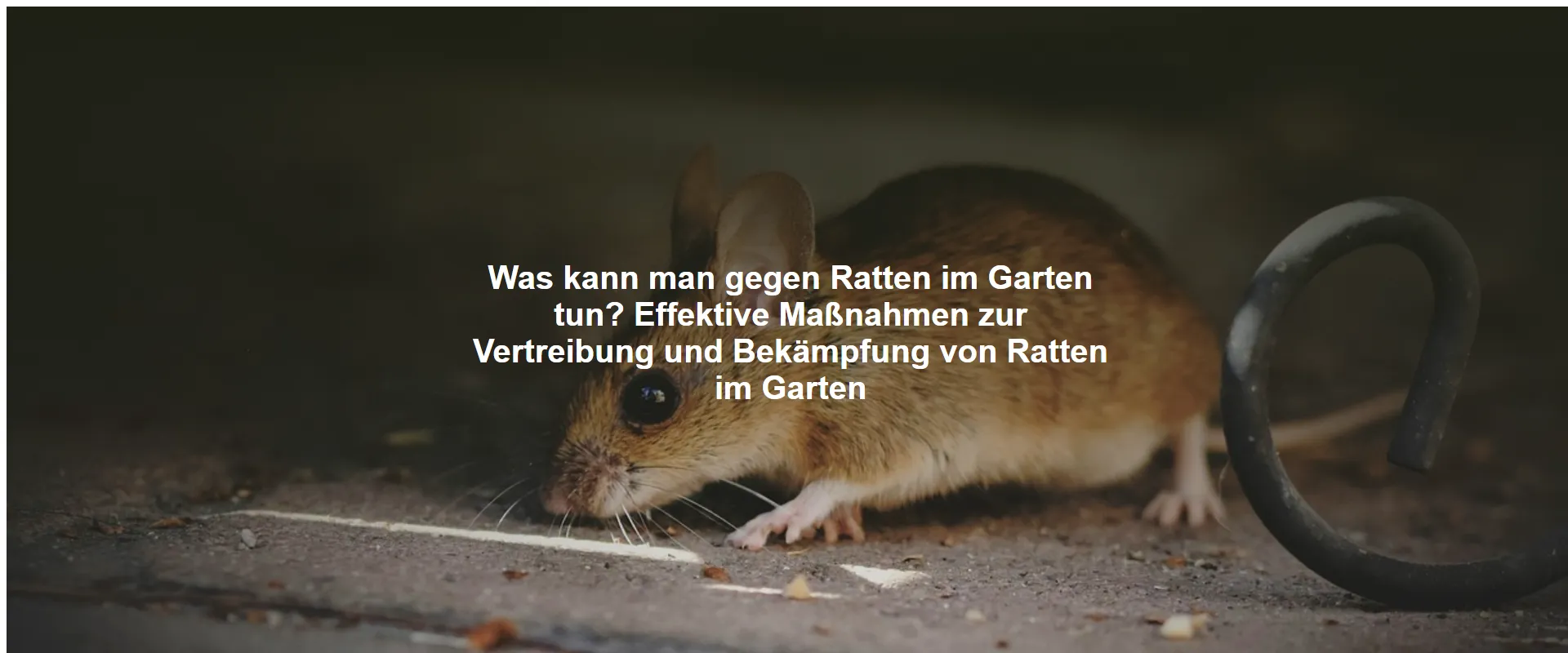 Was kann man gegen Ratten im Garten tun? Effektive Maßnahmen zur Vertreibung und Bekämpfung von Ratten im Garten