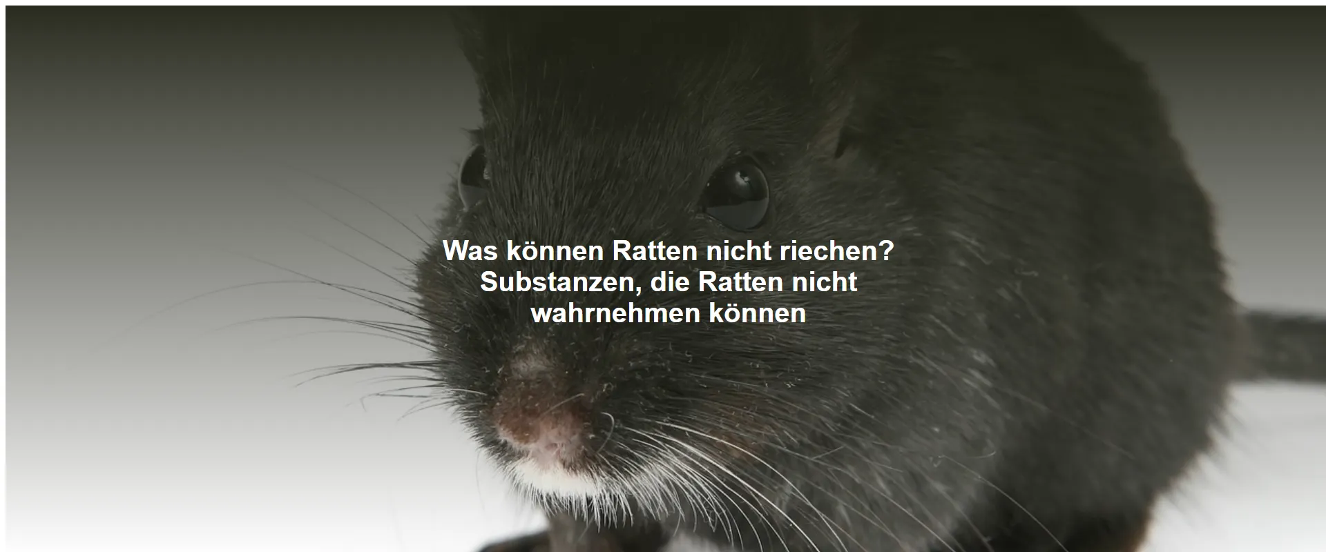 Was können Ratten nicht riechen? Substanzen, die Ratten nicht wahrnehmen können