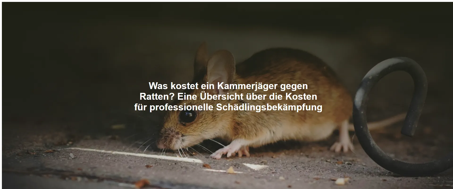 Was kostet ein Kammerjäger gegen Ratten? Eine Übersicht über die Kosten für professionelle Schädlingsbekämpfung