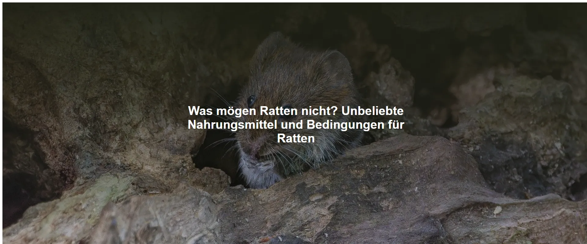 Was mögen Ratten nicht? Unbeliebte Nahrungsmittel und Bedingungen für Ratten
