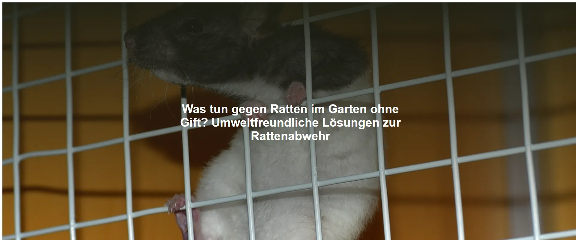 Was tun gegen Ratten im Garten ohne Gift? Umweltfreundliche Lösungen zur Rattenabwehr