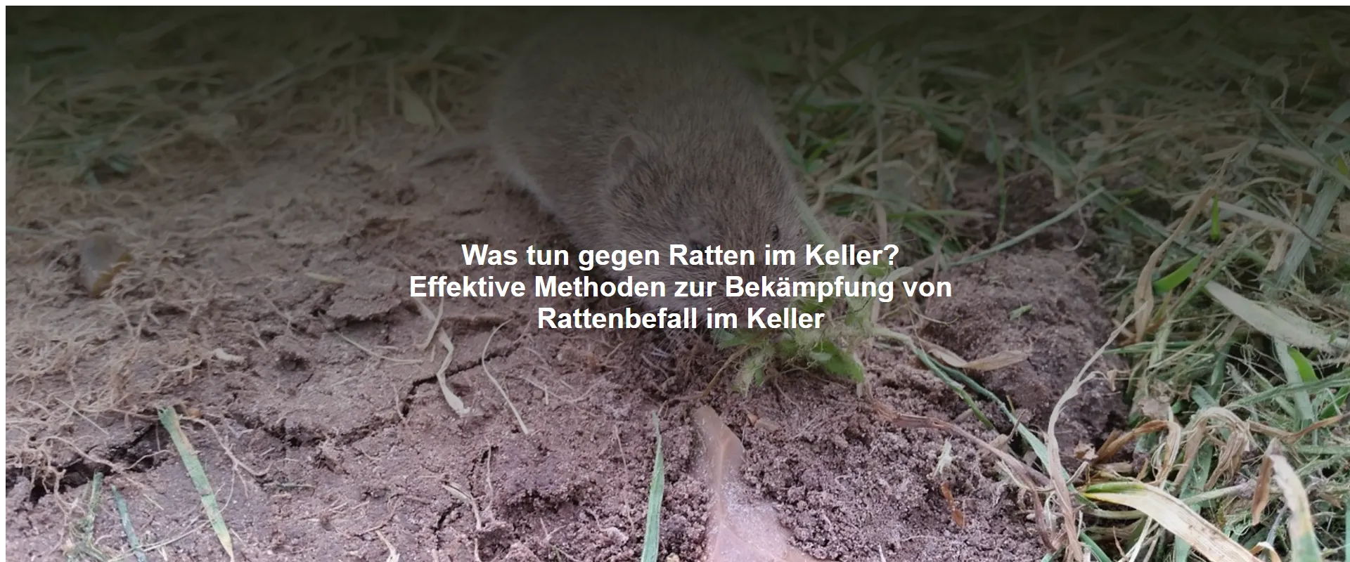 Was tun gegen Ratten im Keller? Effektive Methoden zur Bekämpfung von Rattenbefall im Keller