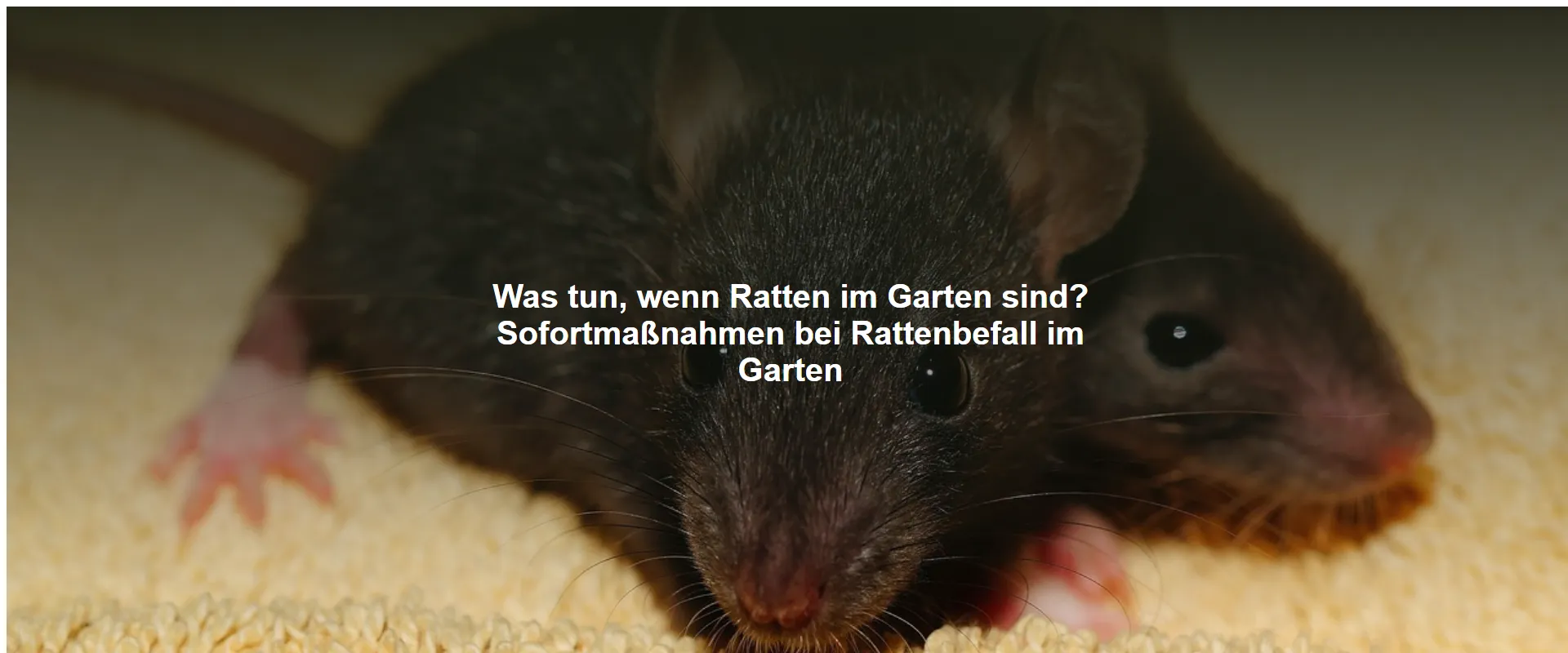 Was tun, wenn Ratten im Garten sind? Sofortmaßnahmen bei Rattenbefall im Garten