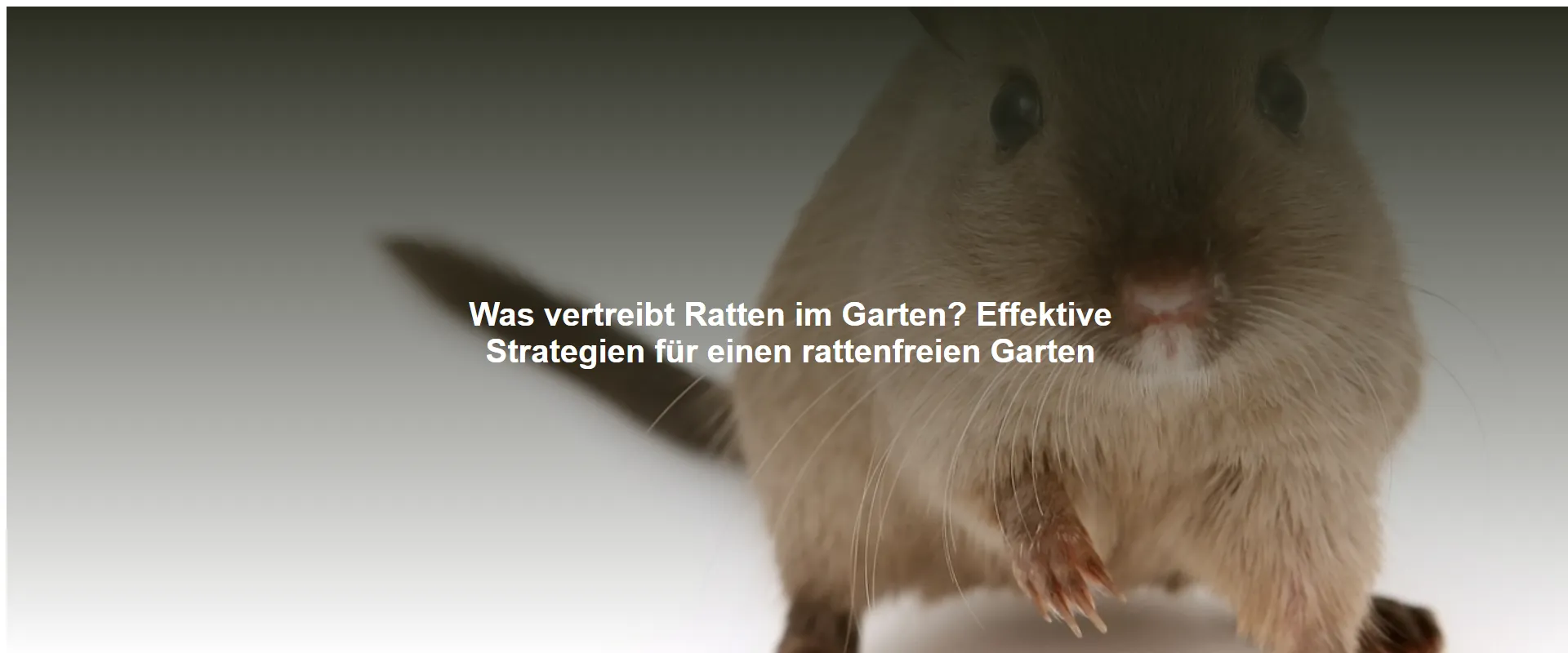 Was vertreibt Ratten im Garten? Effektive Strategien für einen rattenfreien Garten