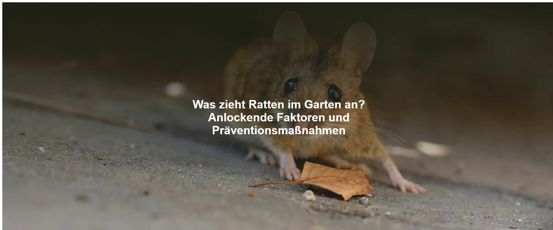 Was zieht Ratten im Garten an? Anlockende Faktoren und Präventionsmaßnahmen