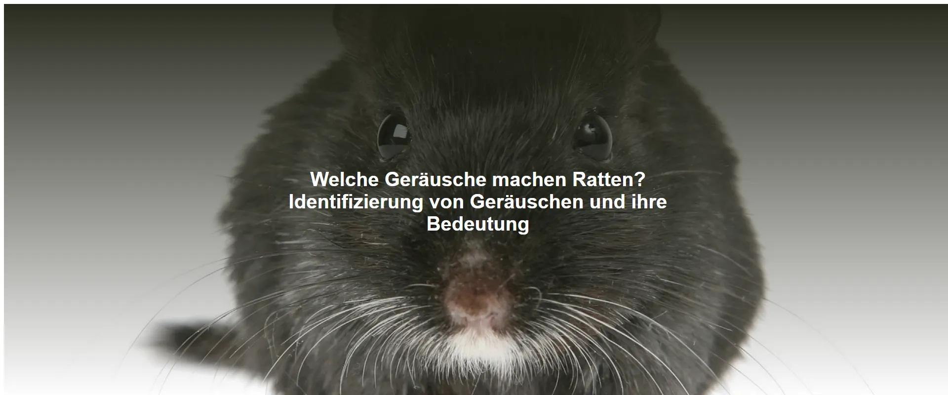 Welche Geräusche machen Ratten? Identifizierung von Geräuschen und ihre Bedeutung