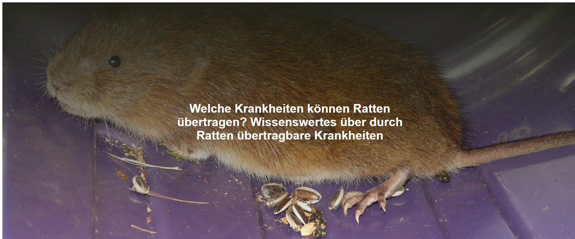 Welche Krankheiten können Ratten übertragen? Wissenswertes über durch Ratten übertragbare Krankheiten