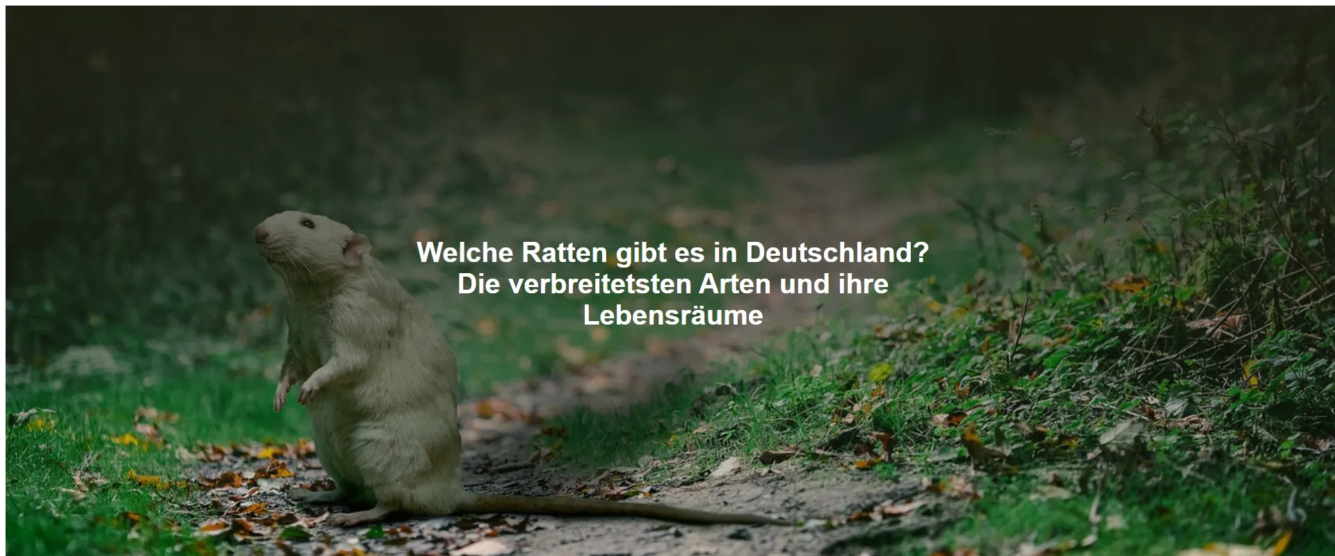 Welche Ratten gibt es in Deutschland? Die verbreitetsten Arten und ihre Lebensräume