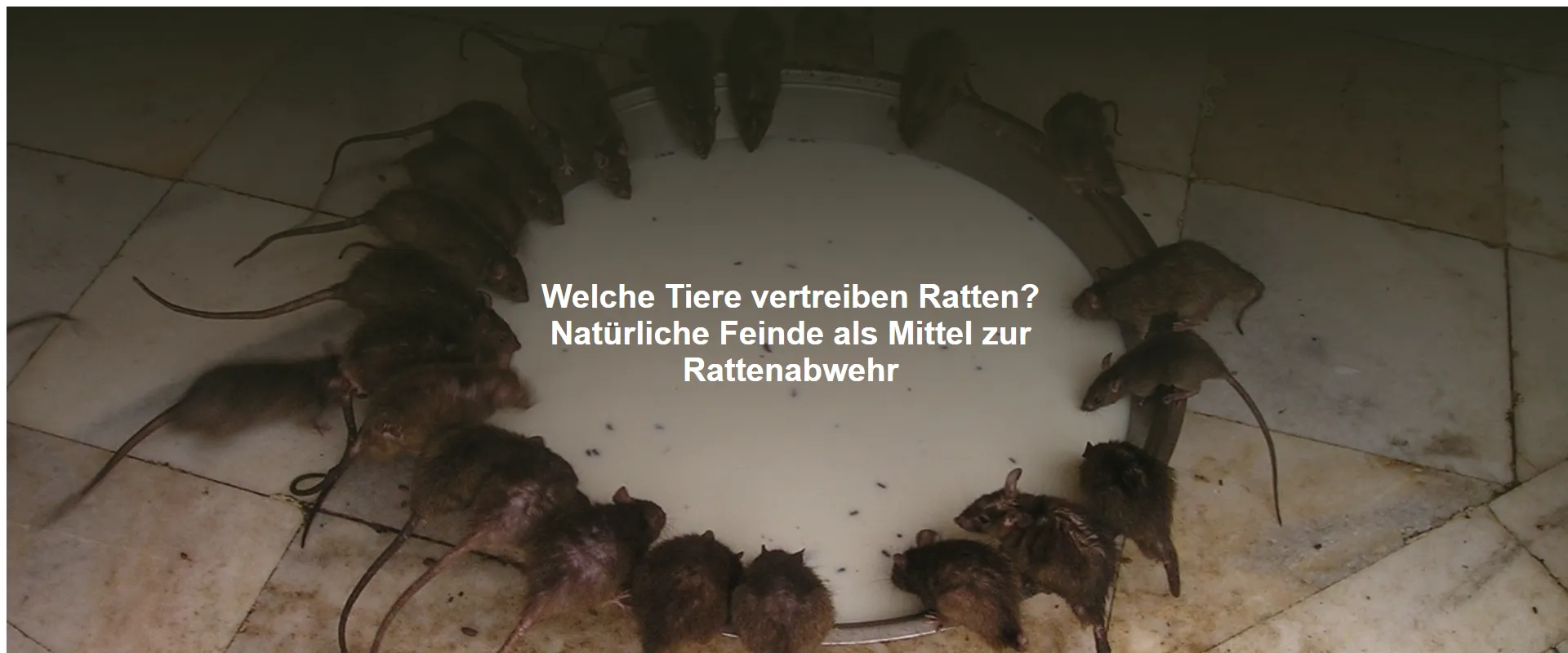 Welche Tiere vertreiben Ratten? Natürliche Feinde als Mittel zur Rattenabwehr