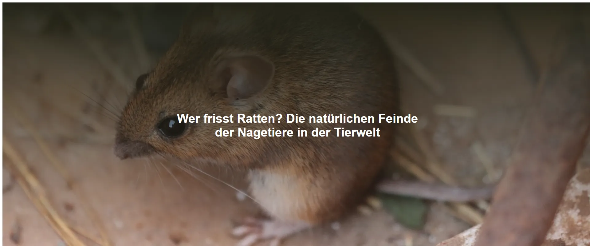 Wer frisst Ratten? Die natürlichen Feinde der Nagetiere in der Tierwelt