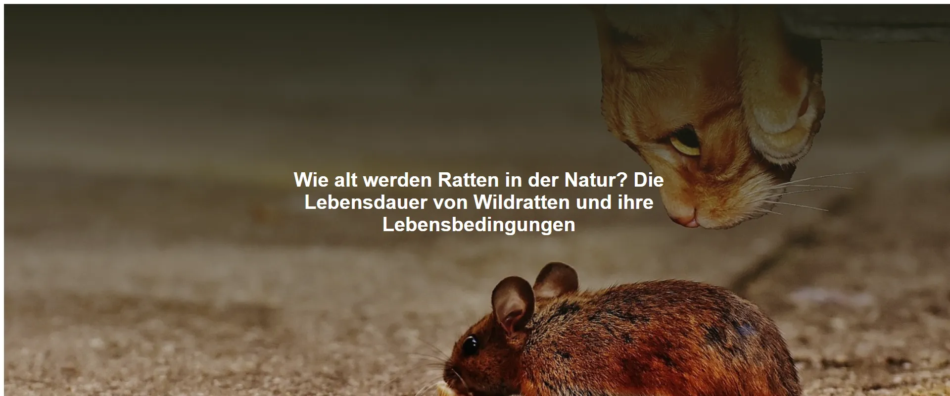 Wie alt werden Ratten in der Natur? Die Lebensdauer von Wildratten und ihre Lebensbedingungen