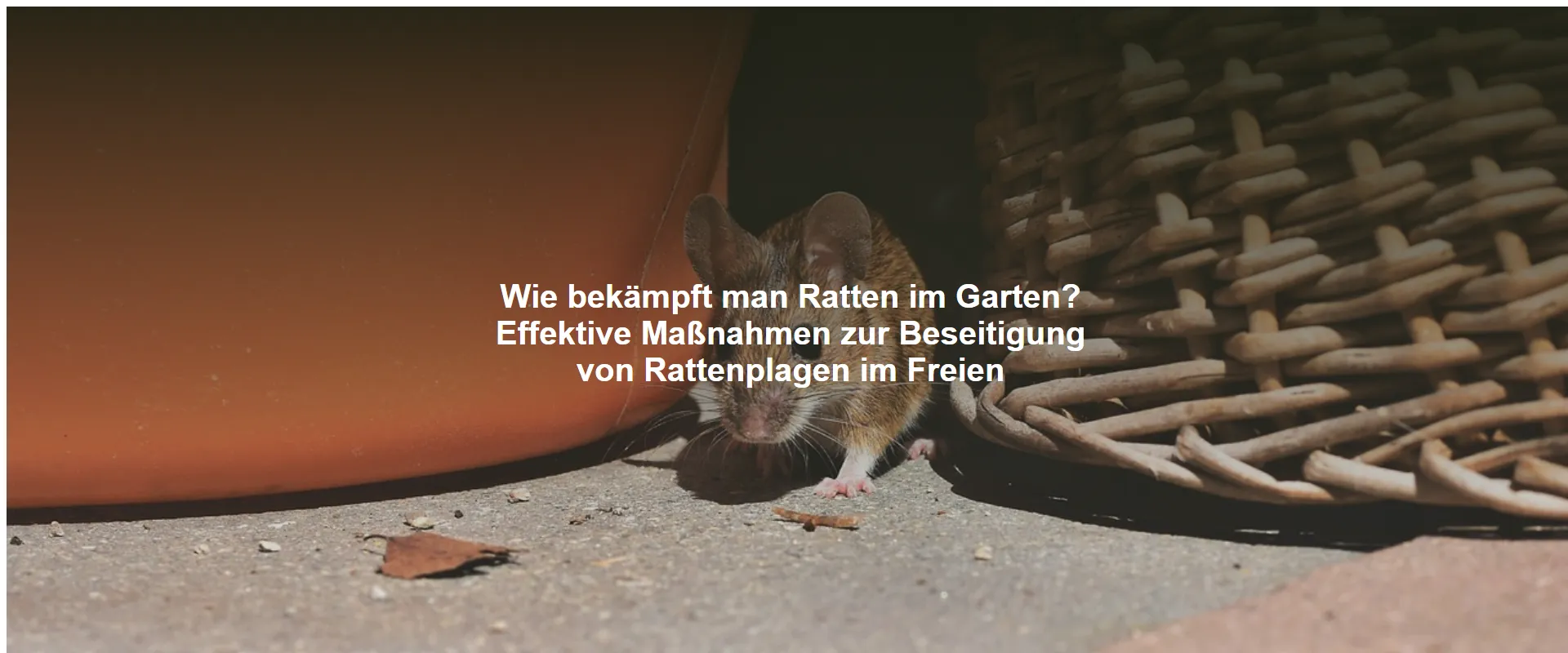 Wie bekämpft man Ratten im Garten? Effektive Maßnahmen zur Beseitigung von Rattenplagen im Freien