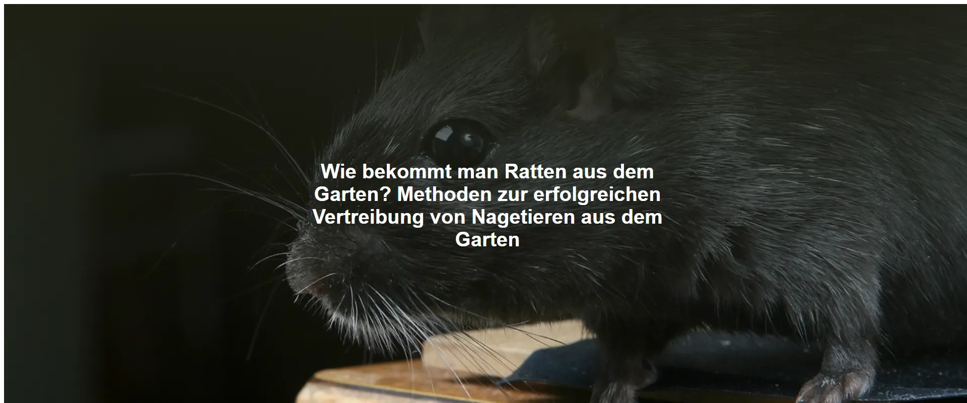 Wie bekommt man Ratten aus dem Garten? Methoden zur erfolgreichen Vertreibung von Nagetieren aus dem Garten