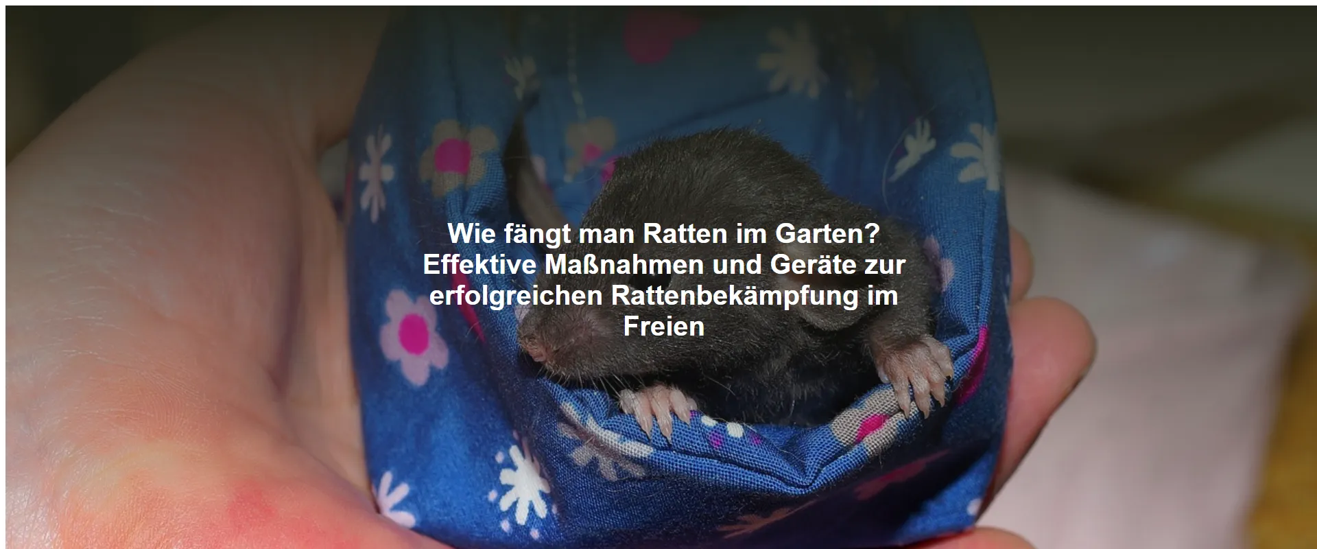 Wie fängt man Ratten im Garten? Effektive Maßnahmen und Geräte zur erfolgreichen Rattenbekämpfung im Freien