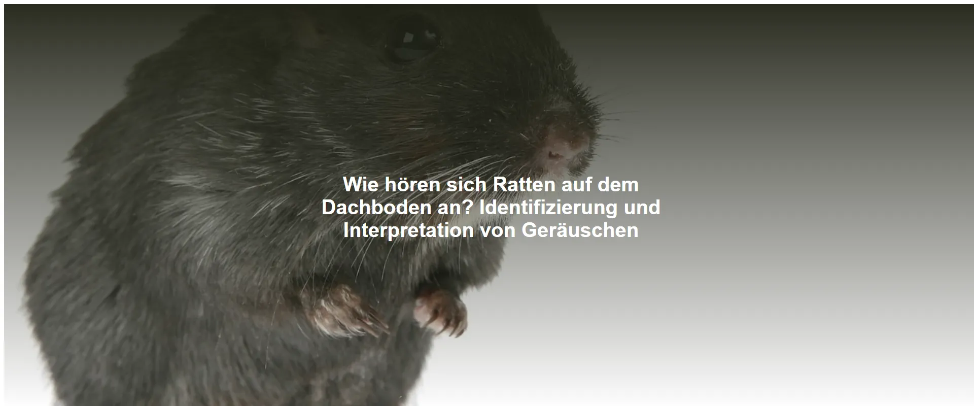 Wie hören sich Ratten auf dem Dachboden an? Identifizierung und Interpretation von Geräuschen