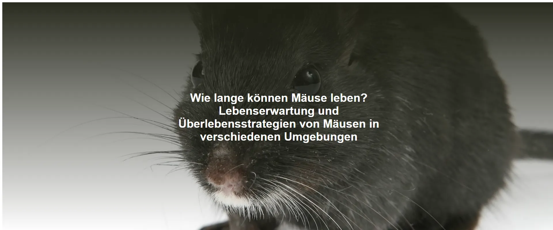 Wie lange können Mäuse leben? Lebenserwartung und Überlebensstrategien von Mäusen in verschiedenen Umgebungen