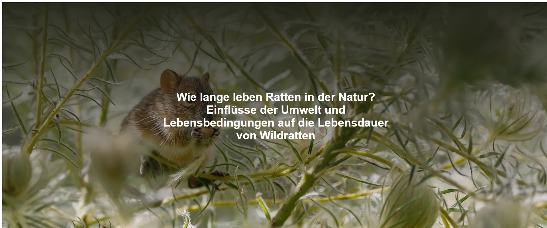 Wie lange leben Ratten in der Natur? Einflüsse der Umwelt und Lebensbedingungen auf die Lebensdauer von Wildratten